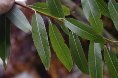 Salix daphnoides