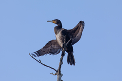 Phalacrocorax carbo