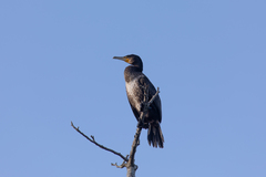 Phalacrocorax carbo