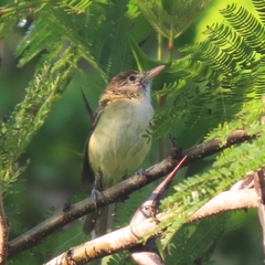 Vireo bellii