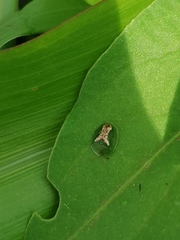 Cassida dorsovittata