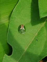 Cassida dorsovittata