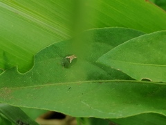 Cassida dorsovittata