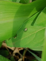 Cassida dorsovittata