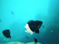 Pycnochromis dimidiatus