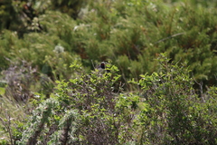 Calliope pectoralis