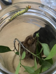 Epicorsia oedipodalis