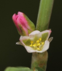 Polygonum argyrocoleon