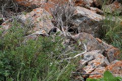 Calliope pectoralis