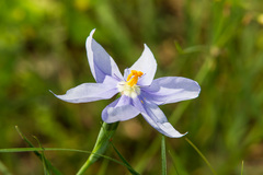 Nemastylis geminiflora