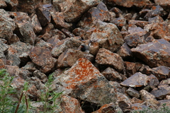 Calliope pectoralis