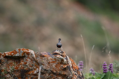 Calliope pectoralis