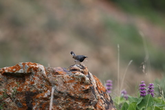 Calliope pectoralis