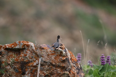 Calliope pectoralis