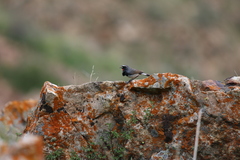 Calliope pectoralis