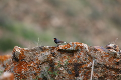 Calliope pectoralis