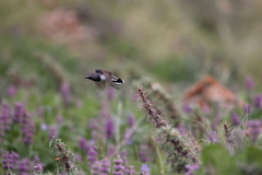 Calliope pectoralis