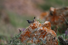 Calliope pectoralis