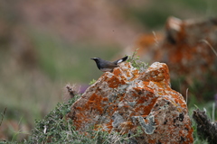 Calliope pectoralis