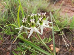 Asclepias eminens