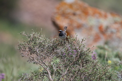 Calliope pectoralis