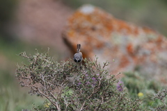 Calliope pectoralis