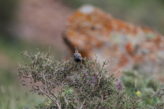 Calliope pectoralis