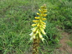 Kniphofia gracilis