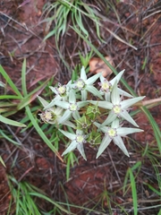 Asclepias eminens