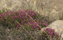 Onobrychis cornuta