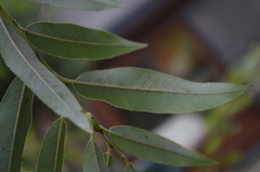 Salix daphnoides
