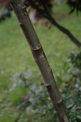 Salix daphnoides