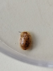 Aspidimorpha nigromaculata