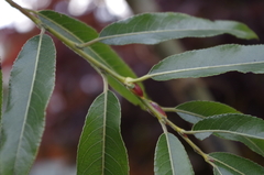 Salix daphnoides