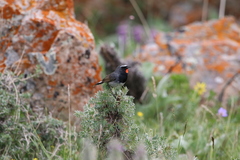 Calliope pectoralis