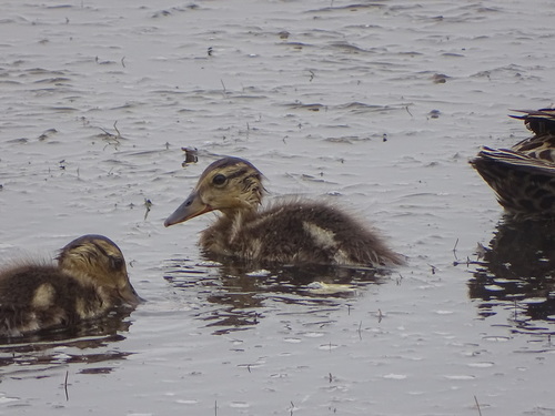 Ilustração de yellow-billed duck