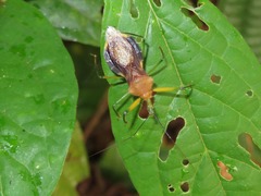 Ploeogaster