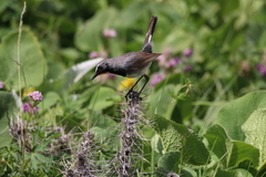 Calliope pectoralis