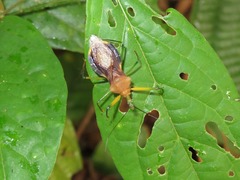 Ploeogaster