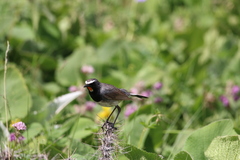 Calliope pectoralis