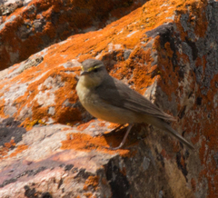 Phylloscopus griseolus