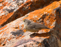 Phylloscopus griseolus