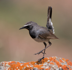 Calliope pectoralis
