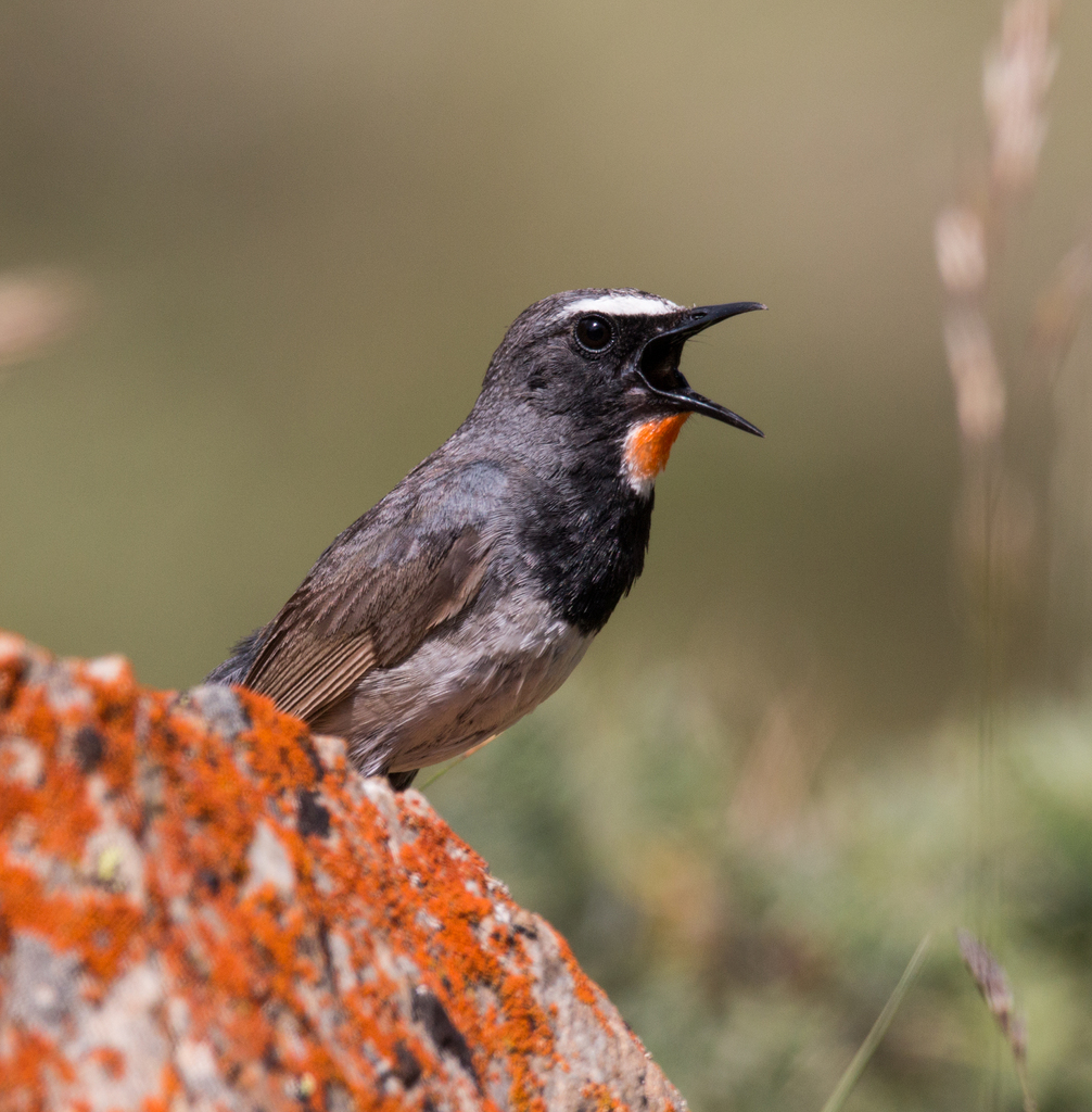 Himalayan Rubythroat photo