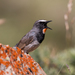 Himalayan Rubythroat - Photo (c) Aleksey Levashkin, some rights reserved (CC BY-NC), uploaded by Aleksey Levashkin