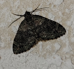 Hammaptera parinotata