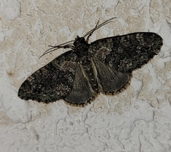 Hammaptera parinotata