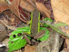 Peru Poison Frog photo 2