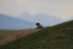 Marmota