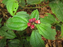 Miconia microphysca